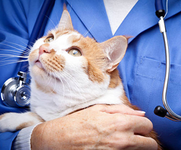 animal hospital in Teays Valley