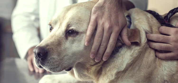 Dog Euthanasia Drugs surgery in Fairmount