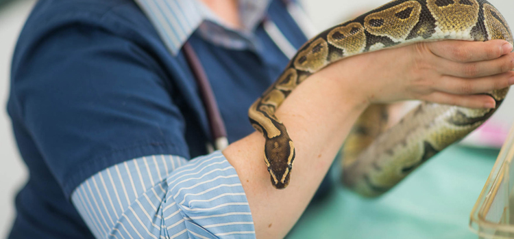  vet care for reptiles procedure in Decatur