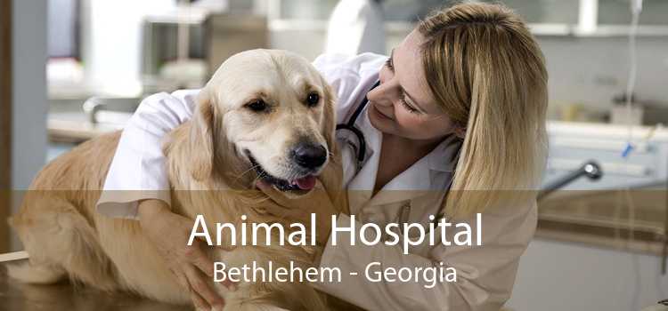 Animal Hospital Bethlehem - Georgia