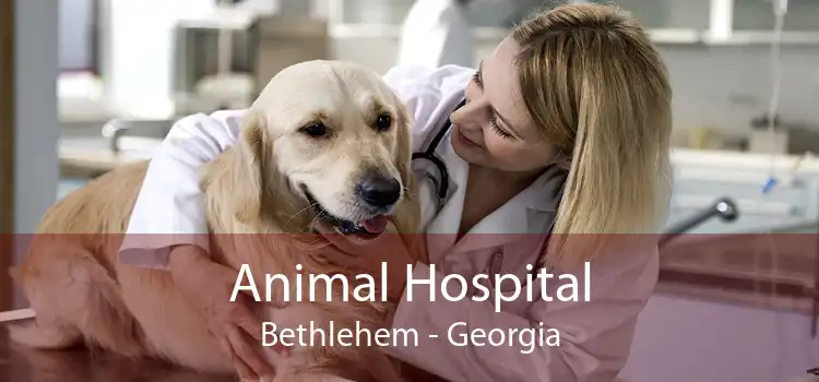 Animal Hospital Bethlehem - Georgia