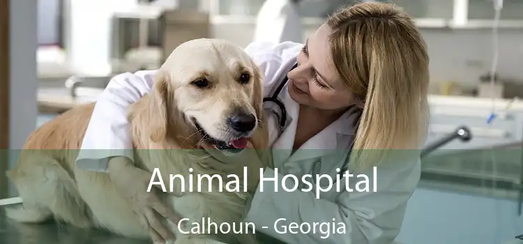 Animal Hospital Calhoun - Georgia