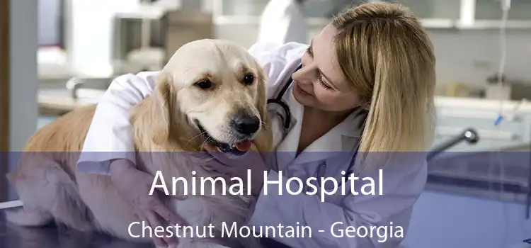 Animal Hospital Chestnut Mountain - Georgia