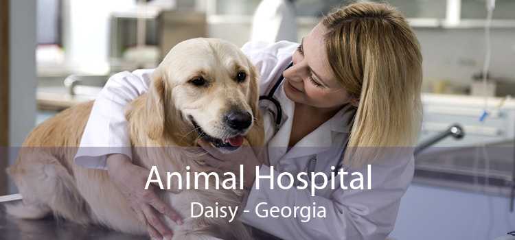 Animal Hospital Daisy - Georgia