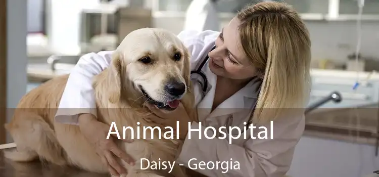 Animal Hospital Daisy - Georgia