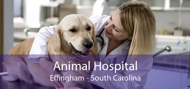 Animal Hospital Effingham - South Carolina