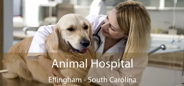 Animal Hospital Effingham - South Carolina