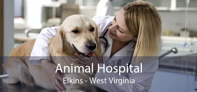 Animal Hospital Elkins - West Virginia