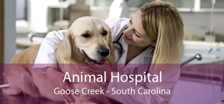 Animal Hospital Goose Creek - South Carolina