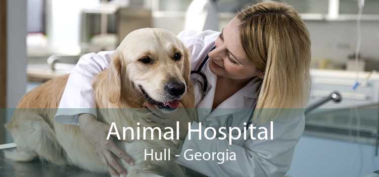 Animal Hospital Hull - Georgia