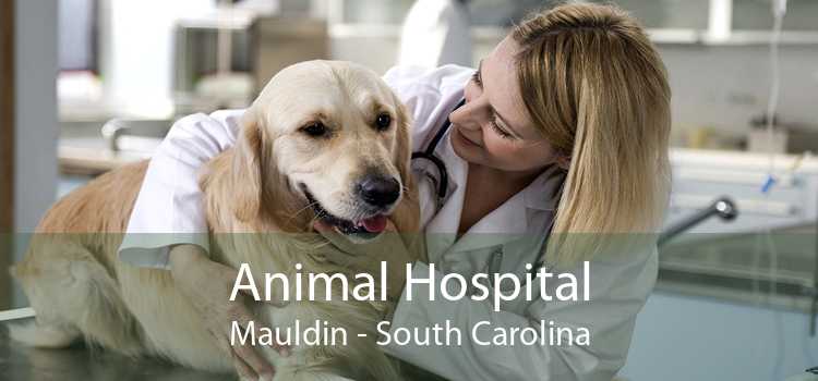 Animal Hospital Mauldin - South Carolina