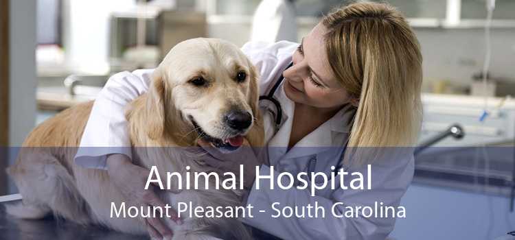 Animal Hospital Mount Pleasant - South Carolina
