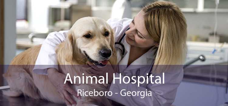 Animal Hospital Riceboro - Georgia