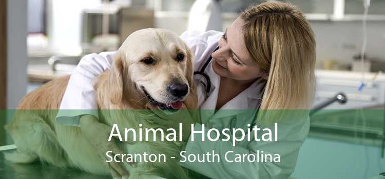 Animal Hospital Scranton - South Carolina