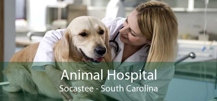 Animal Hospital Socastee - South Carolina