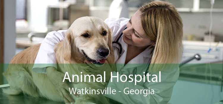 Animal Hospital Watkinsville - Georgia