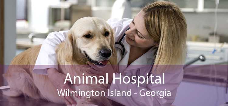 Animal Hospital Wilmington Island - Georgia