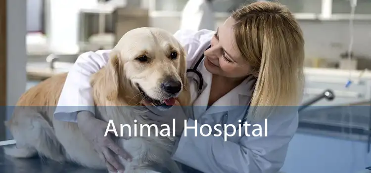 Family Pet Hospital in Sandy Springs, GA - Brookhaven Animal Hospital