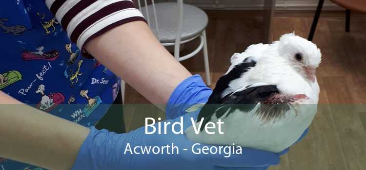 Bird Vet Acworth - Georgia