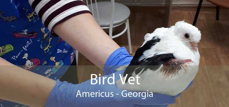 Bird Vet Americus - Georgia