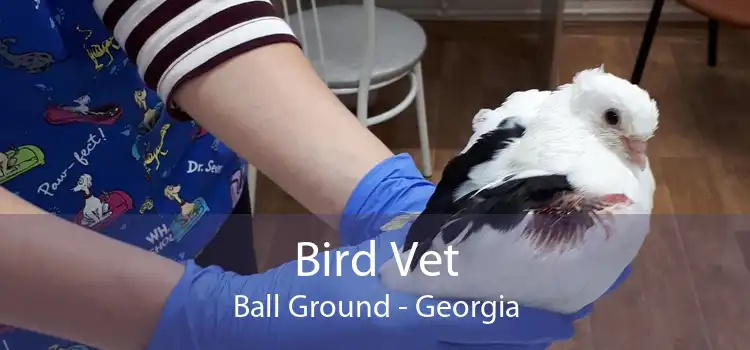 Bird Vet Ball Ground - Georgia