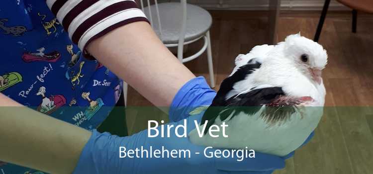 Bird Vet Bethlehem - Georgia