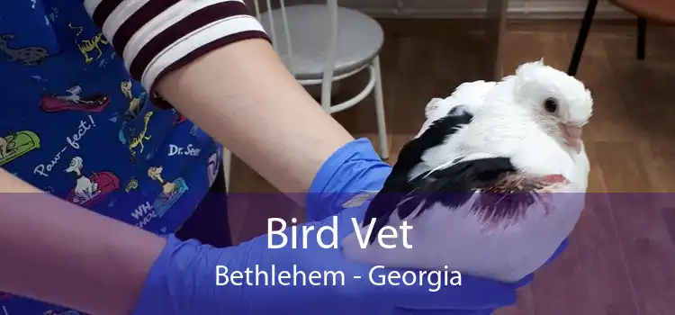 Bird Vet Bethlehem - Georgia