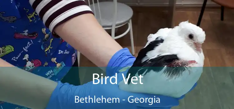 Bird Vet Bethlehem - Georgia