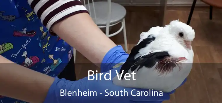 Bird Vet Blenheim - South Carolina