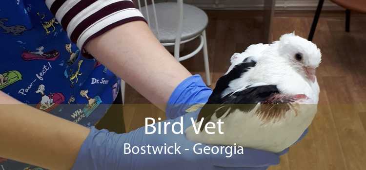 Bird Vet Bostwick - Georgia