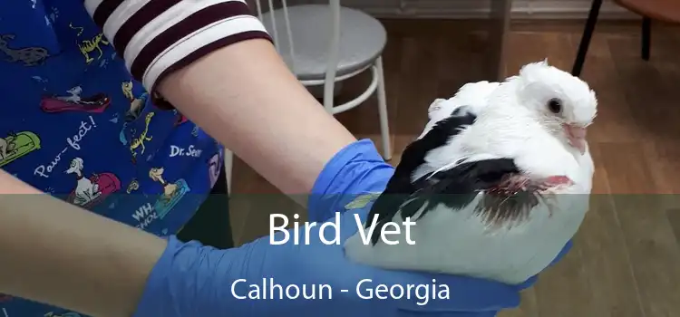 Bird Vet Calhoun - Georgia