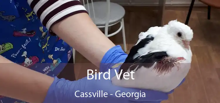 Bird Vet Cassville - Georgia