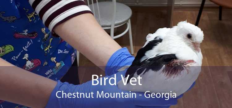 Bird Vet Chestnut Mountain - Georgia