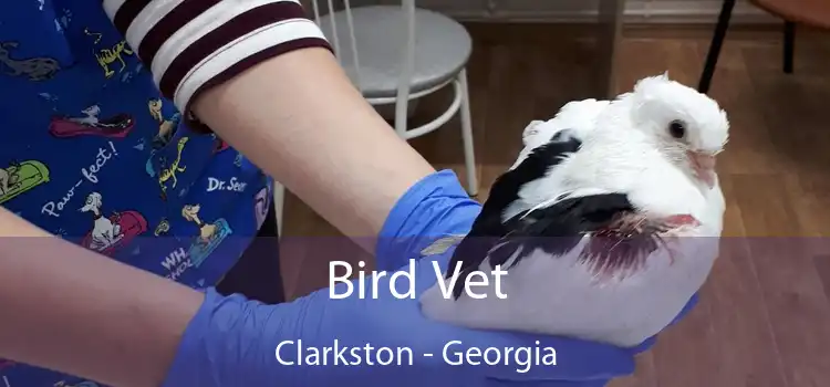 Bird Vet Clarkston - Georgia