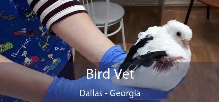 Bird Vet Dallas - Georgia