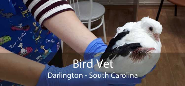 Bird Vet Darlington - South Carolina