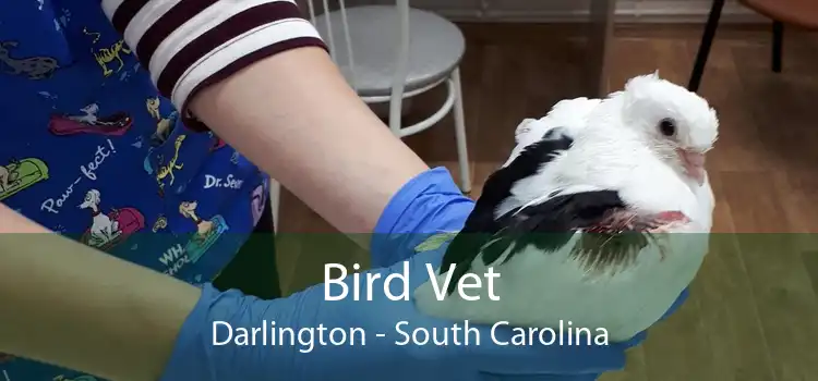 Bird Vet Darlington - South Carolina