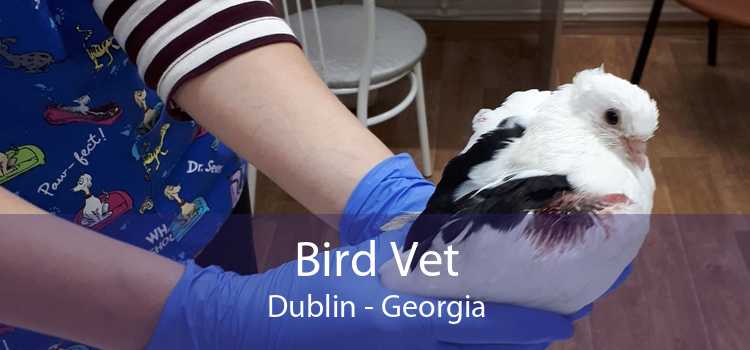 Bird Vet Dublin - Georgia