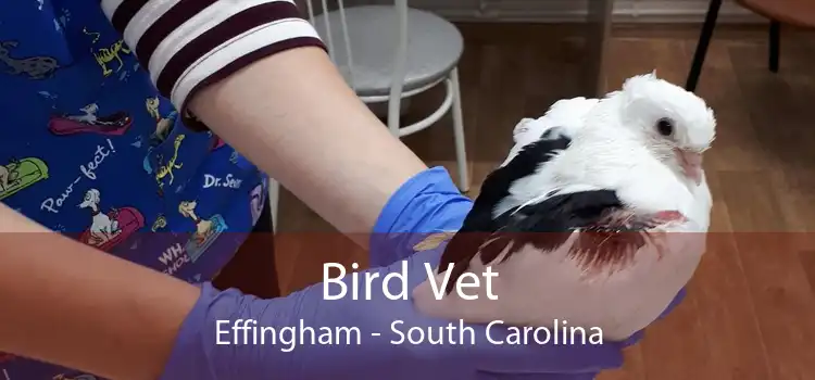 Bird Vet Effingham - South Carolina