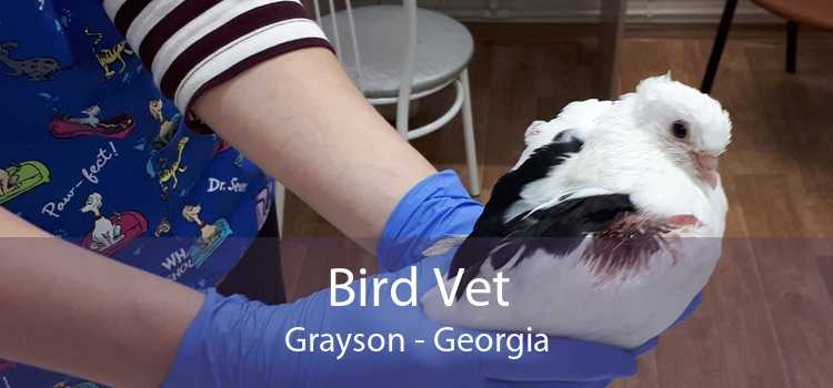 Bird Vet Grayson - Georgia