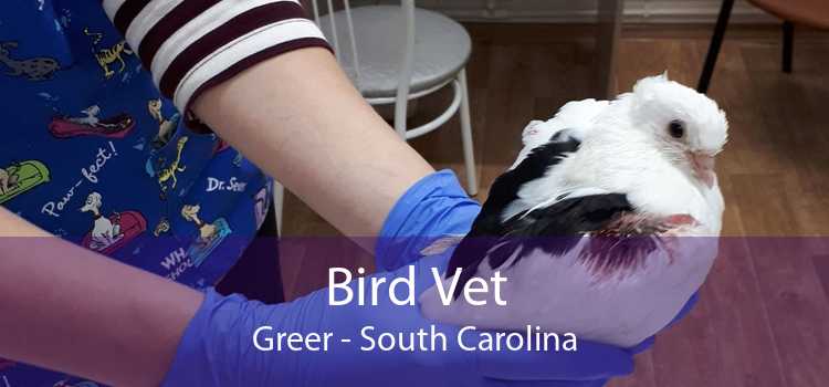 Bird Vet Greer - South Carolina