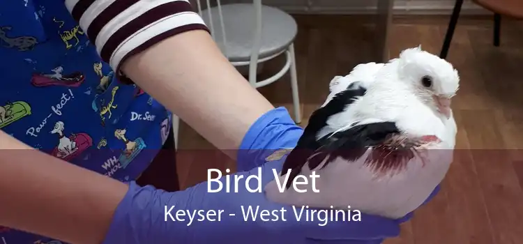 Bird Vet Keyser - West Virginia