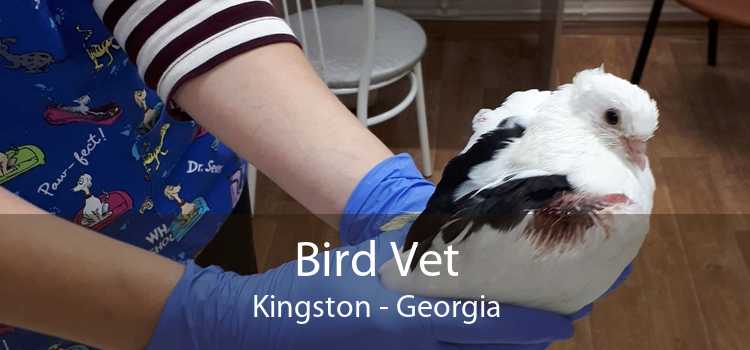 Bird Vet Kingston - Georgia