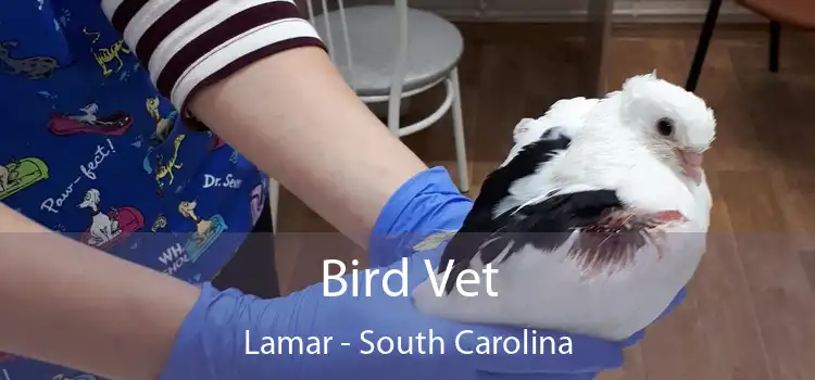 Bird Vet Lamar - South Carolina