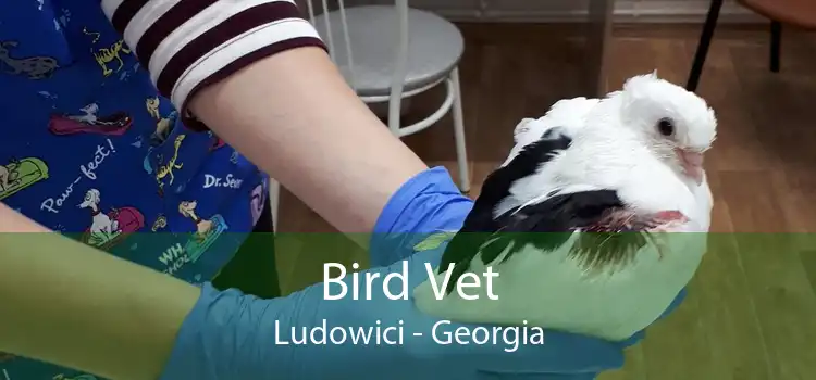 Bird Vet Ludowici - Georgia