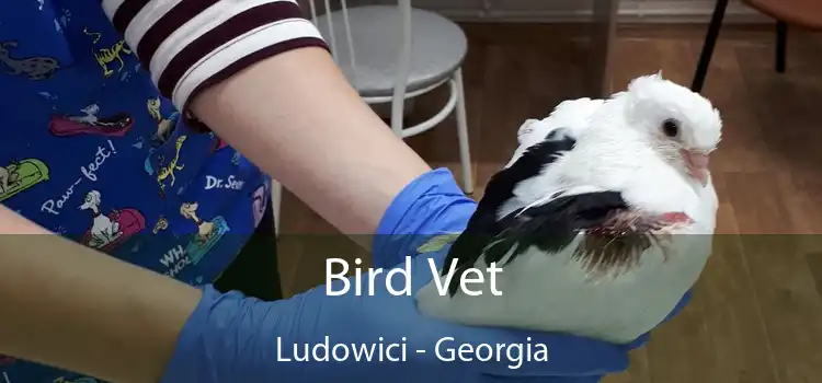 Bird Vet Ludowici - Georgia