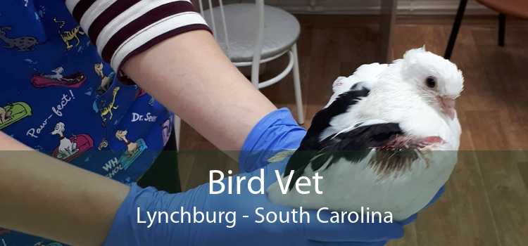 Bird Vet Lynchburg - South Carolina