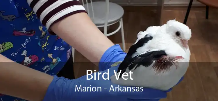 Bird Vet Marion - Arkansas
