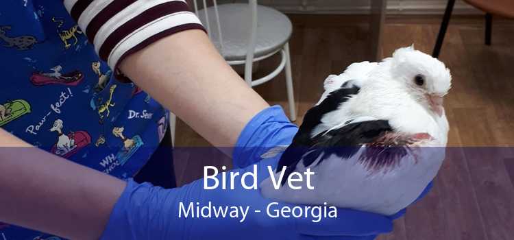 Bird Vet Midway - Georgia
