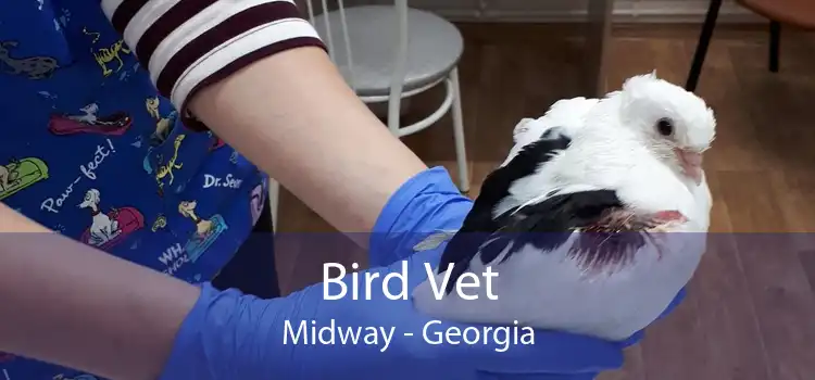 Bird Vet Midway - Georgia